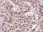 NIP30 Antibody in Immunohistochemistry (Paraffin) (IHC (P))