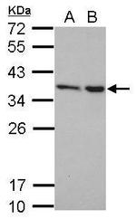 NIP30 Antibody in Western Blot (WB)