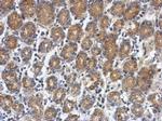 RUNDC1 Antibody in Immunohistochemistry (Paraffin) (IHC (P))
