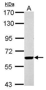 RUNDC1 Antibody in Western Blot (WB)