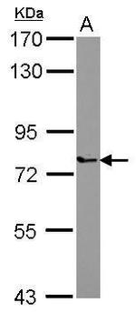 PARP6 Antibody in Western Blot (WB)