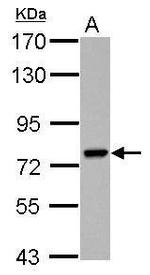 PARP6 Antibody in Western Blot (WB)
