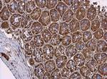 MYO19 Antibody in Immunohistochemistry (Paraffin) (IHC (P))