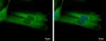 MYO19 Antibody in Immunocytochemistry (ICC/IF)