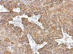 MYO19 Antibody in Immunohistochemistry (Paraffin) (IHC (P))