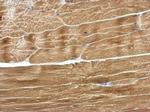 MYO19 Antibody in Immunohistochemistry (Paraffin) (IHC (P))