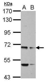 MYO19 Antibody in Western Blot (WB)