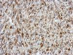 SDF4 Polyclonal Antibody