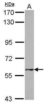 GTPBP2 Antibody in Western Blot (WB)