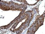 ERGIC3 Antibody in Immunohistochemistry (Paraffin) (IHC (P))