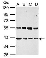 ERGIC3 Antibody in Western Blot (WB)