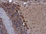 KBTBD3 Antibody in Immunohistochemistry (Paraffin) (IHC (P))