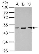 Vasculin Polyclonal Antibody