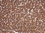 MANEA Polyclonal Antibody