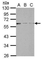 MANEA Antibody in Western Blot (WB)
