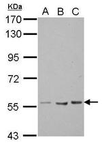 TEKT5 Antibody in Western Blot (WB)