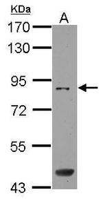 SAMD4B Antibody in Western Blot (WB)