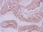 PECI Antibody in Immunohistochemistry (Paraffin) (IHC (P))