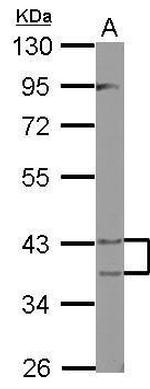 PECI Antibody in Western Blot (WB)