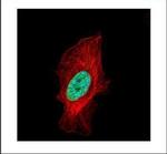 Histone H1.2 Polyclonal Antibody