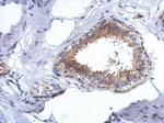CCDC97 Antibody in Immunohistochemistry (Paraffin) (IHC (P))