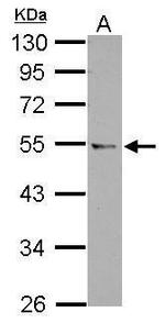 CCDC97 Antibody in Western Blot (WB)