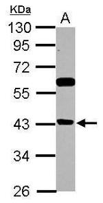 BRMS1L Antibody in Western Blot (WB)