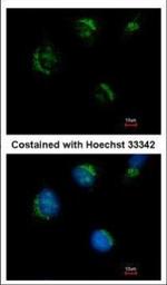 TMEM59L Polyclonal Antibody