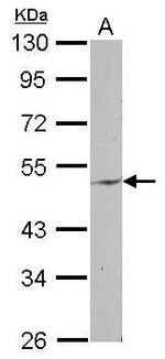 ENPP6 Polyclonal Antibody