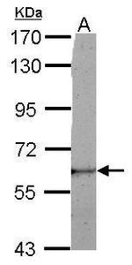 LRRC50 Polyclonal Antibody