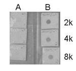 H3K9acK14ac Antibody in Dot Blot (DB)