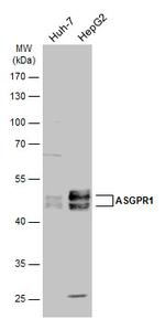 ASGR1 Antibody in Western Blot (WB)