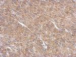 ARL13B Antibody in Immunohistochemistry (Paraffin) (IHC (P))
