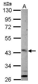 ARL13B Antibody in Western Blot (WB)