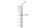 ARL13B Antibody in Western Blot (WB)