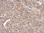 CPEB4 Antibody in Immunohistochemistry (Paraffin) (IHC (P))