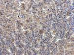 CPEB4 Antibody in Immunohistochemistry (Paraffin) (IHC (P))