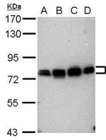 CPEB4 Antibody in Western Blot (WB)