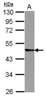 TRIM43 Polyclonal Antibody