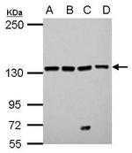 LARS Polyclonal Antibody
