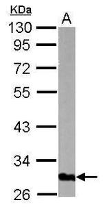 GOLPH3 Polyclonal Antibody