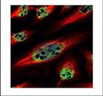 ZNF689 Antibody in Immunocytochemistry (ICC/IF)