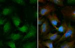 CHMP4C Antibody in Immunocytochemistry (ICC/IF)