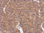 CHMP4C Antibody in Immunohistochemistry (Paraffin) (IHC (P))