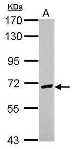 EFCAB7 Polyclonal Antibody