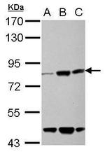 KLHL22 Antibody in Western Blot (WB)