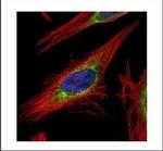 LRRC59 Polyclonal Antibody