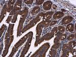 LRRC59 Antibody in Immunohistochemistry (Paraffin) (IHC (P))