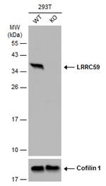 LRRC59 Antibody in Western Blot (WB)