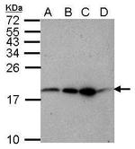 RFESD Antibody in Western Blot (WB)